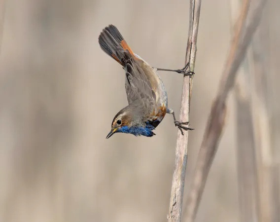 Blauwborst