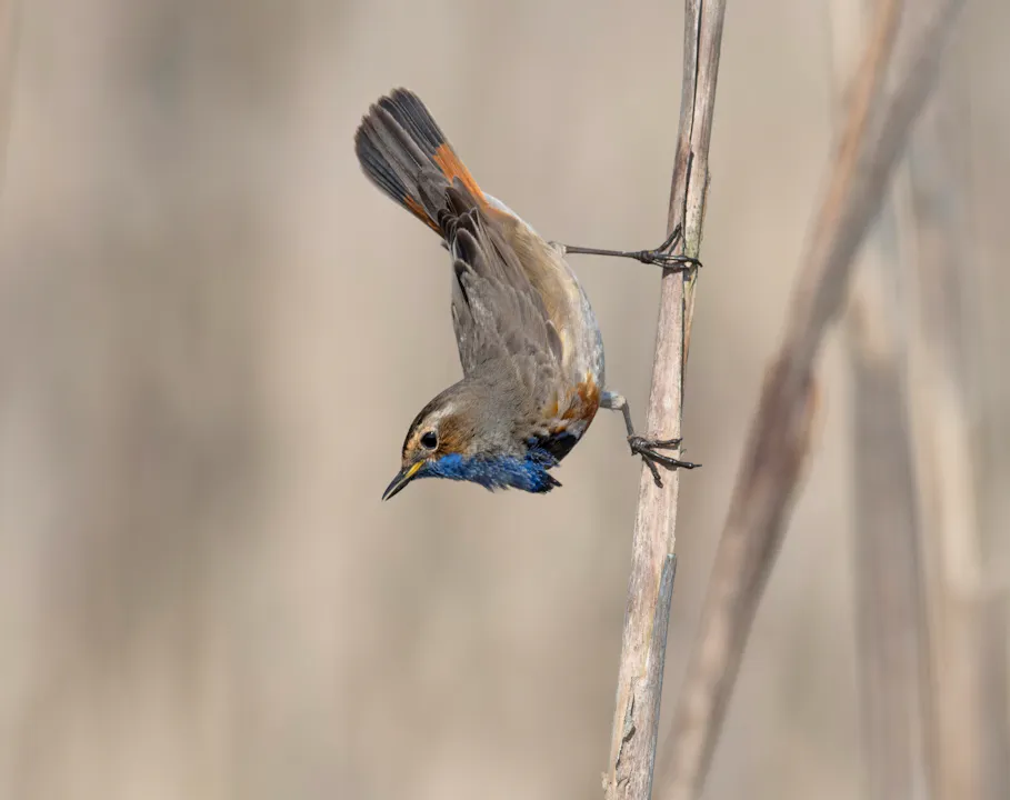 Blauwborst