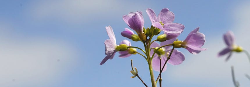 Pinksterbloem in de Biltse Duinen
