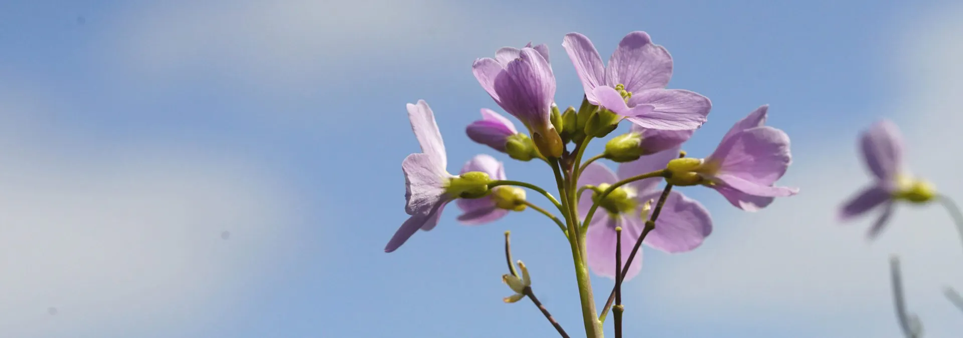 Pinksterbloem in de Biltse Duinen