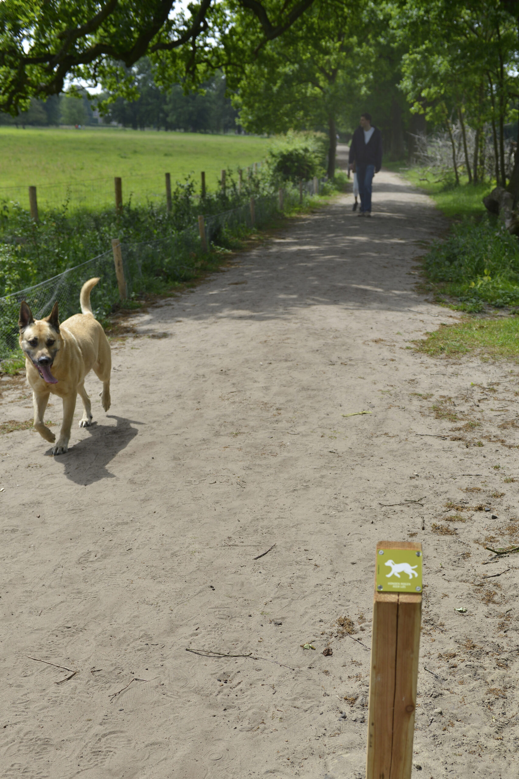 Loslopende hond Houdringe