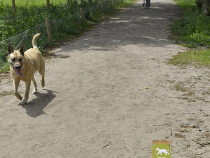 Loslopende hond Houdringe