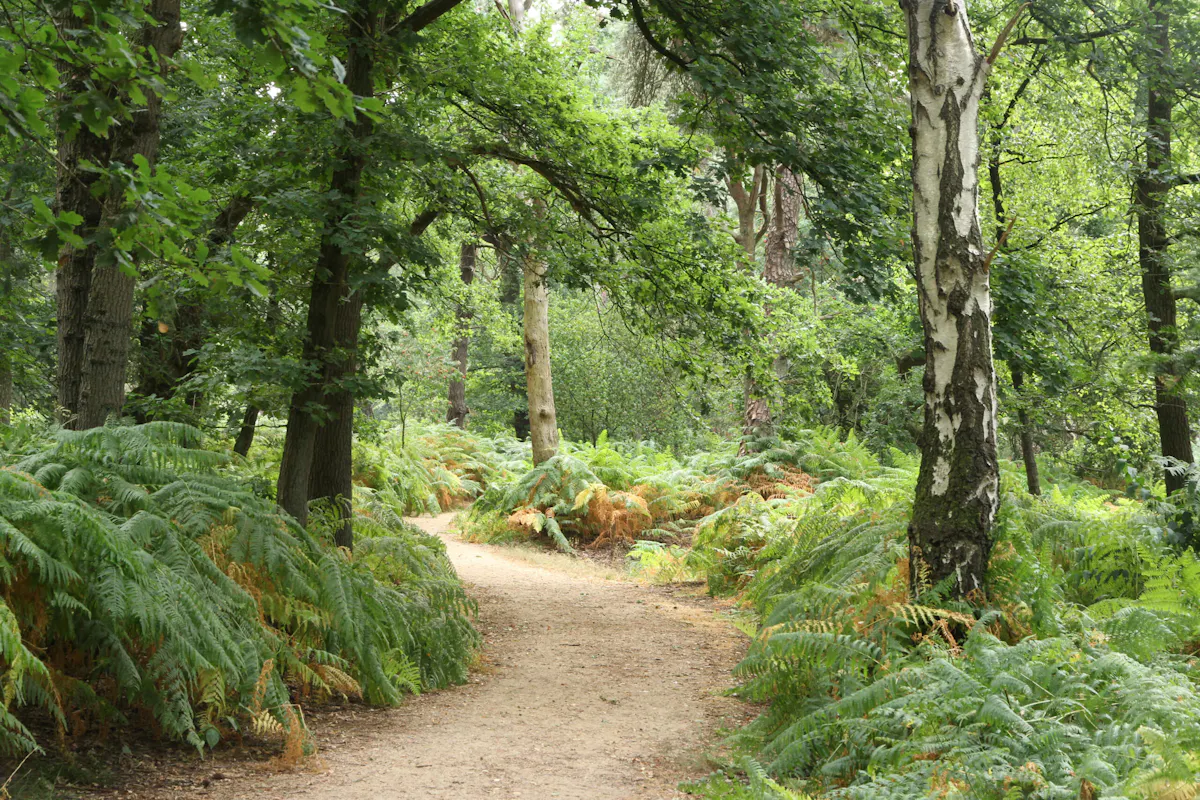 Luisterwandeling Grebbebos
