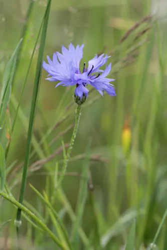Korenbloem