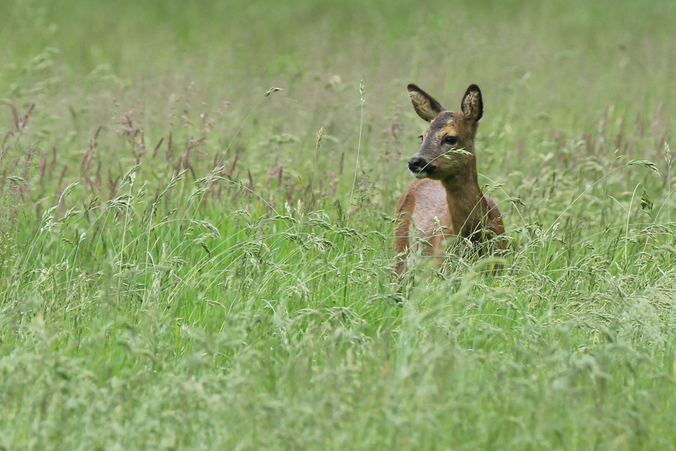Reegeit in het hoge gras