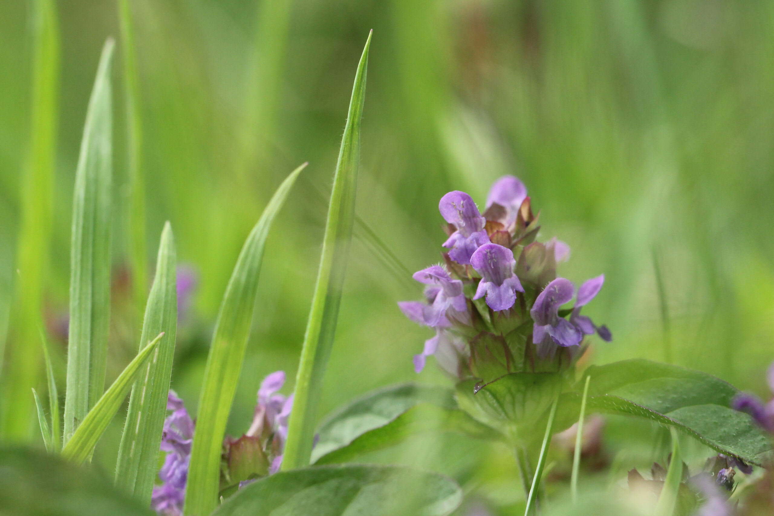 Gewone brunel op De Paltz