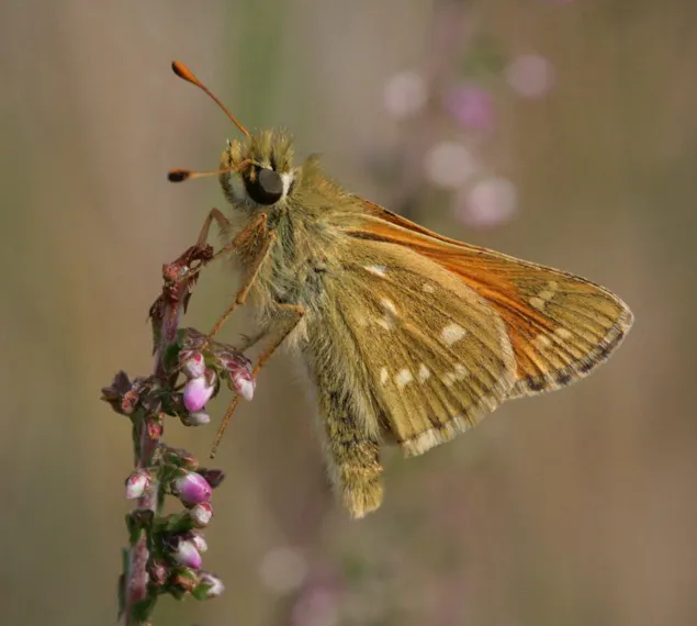 Kommavlinder Park Vliegbasis Soesterberg