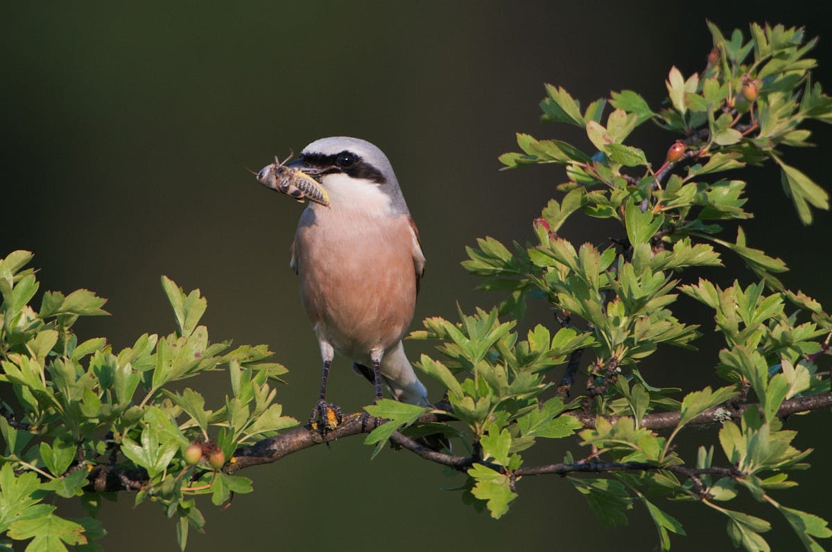 Vroege vogeltocht in De Schammer