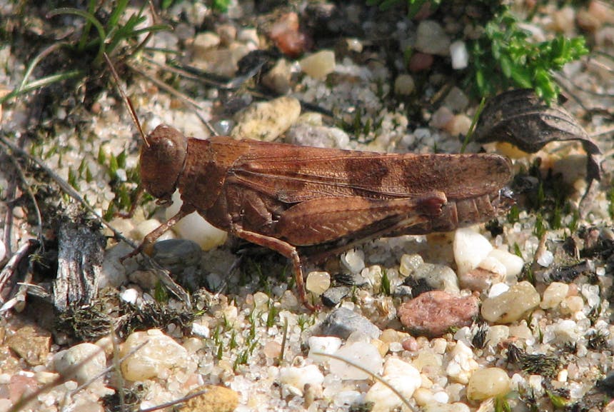 Blauwvleugelsprinkhaan en gelobde maanvaren