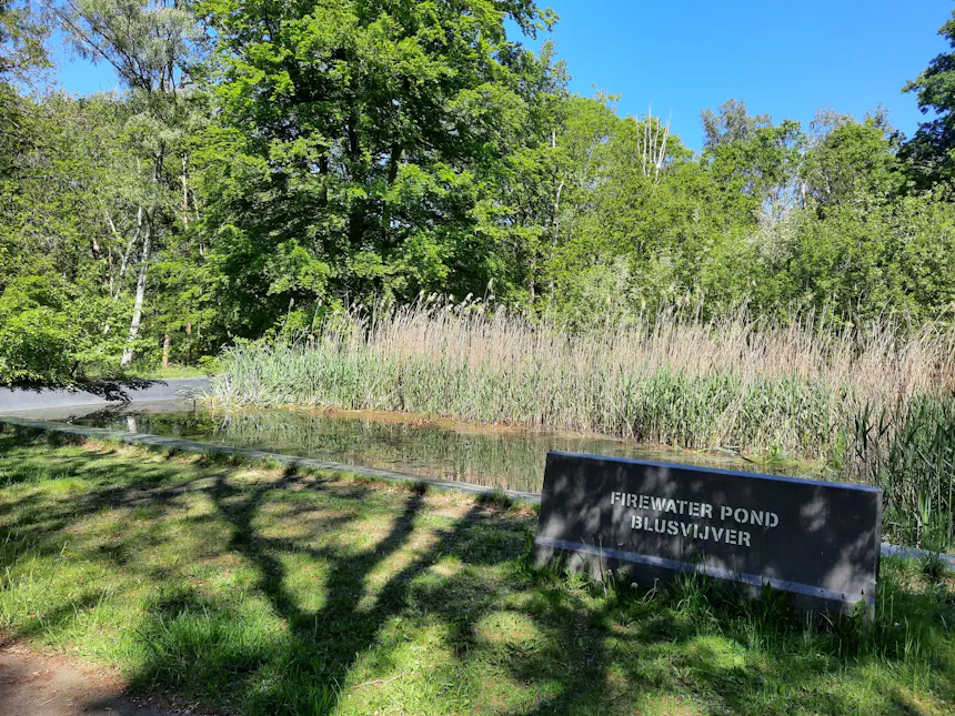 Blusvijver