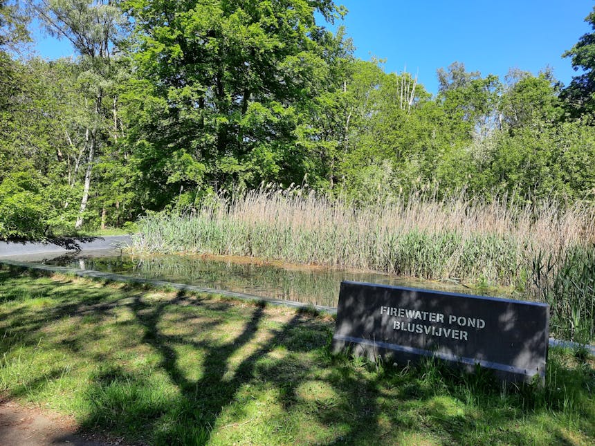 Blusvijver