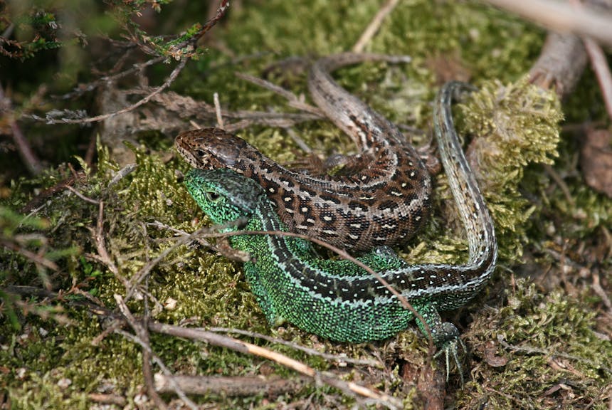 Zandhagedissen