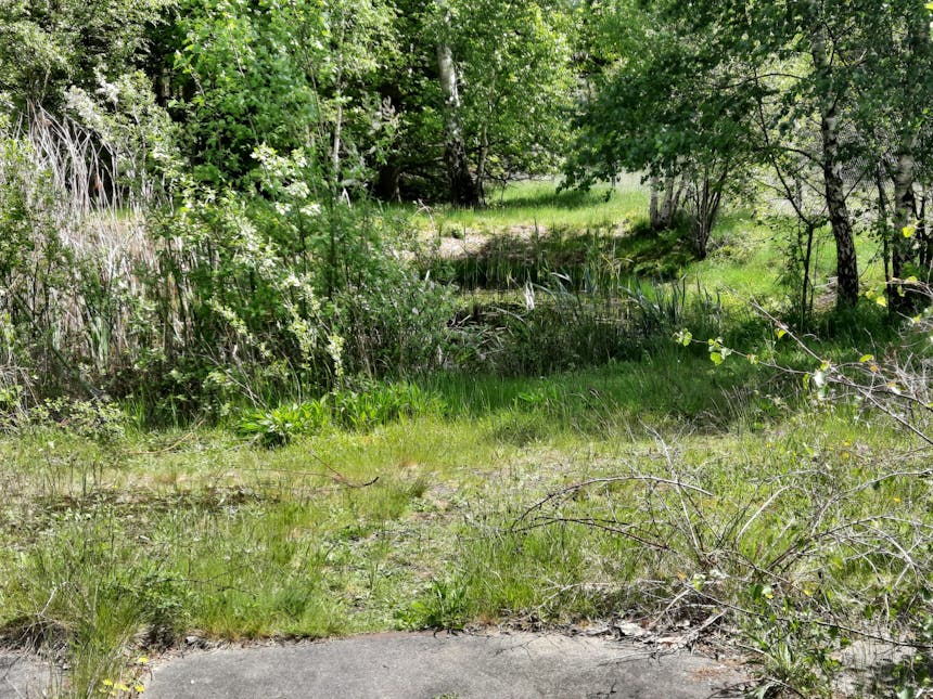 Blusvijver