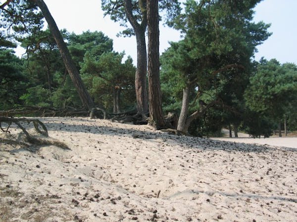 Stuifduin Panbos