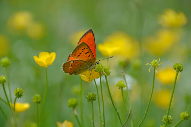 Boterbloem met Morgenrood