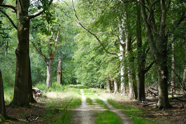 Beukenlaan in de zomer