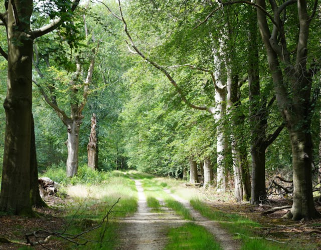 Beukenlaan in de zomer