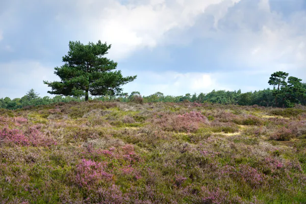 Heide bloeit op Heidestein