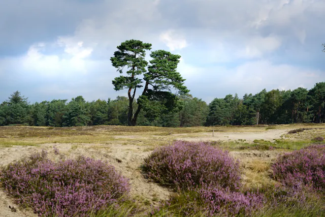 Heide op Heidestein