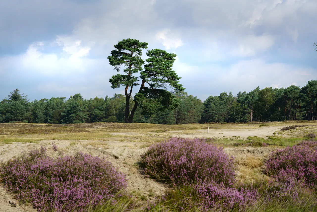 Heide op Heidestein