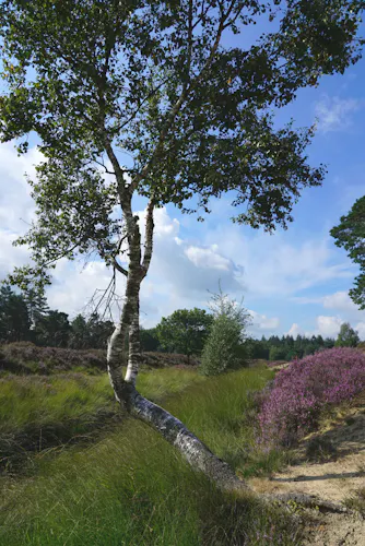 Berk en bloeiende heide op Heidestein