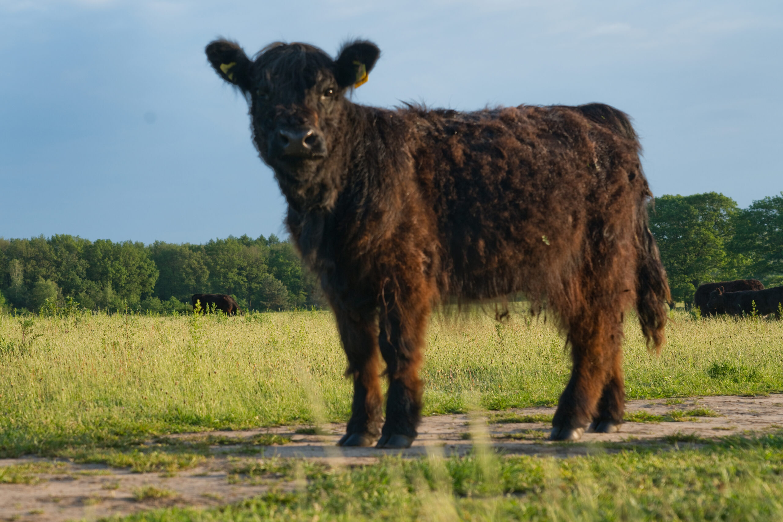 Galloway kalf Plantage Willem III