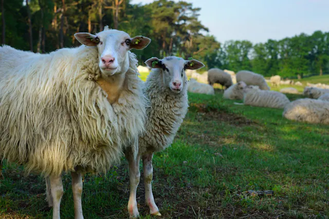Schapen Plantage Willem III