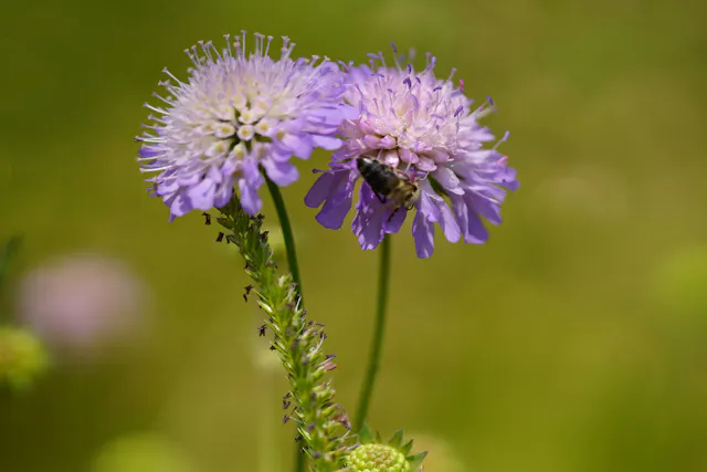 paarse bloem met bij