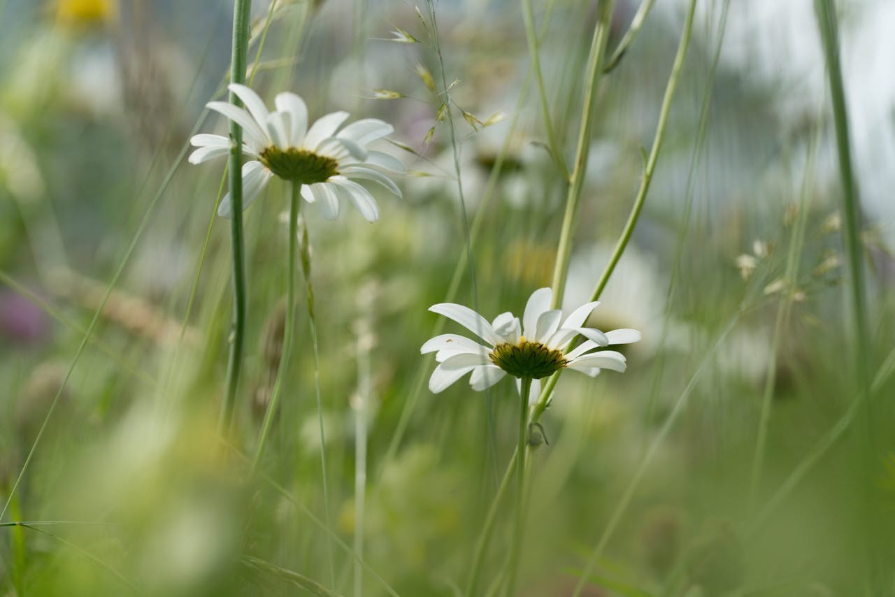 Bloeiende margrieten