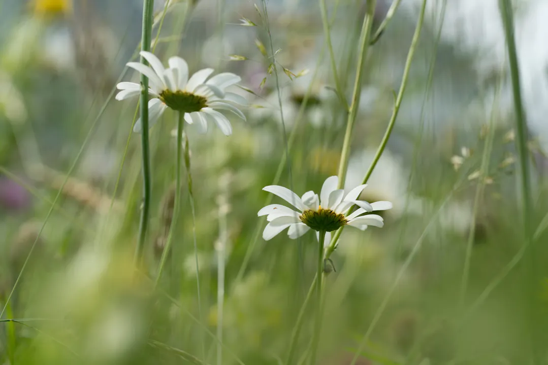Bloeiende margrieten