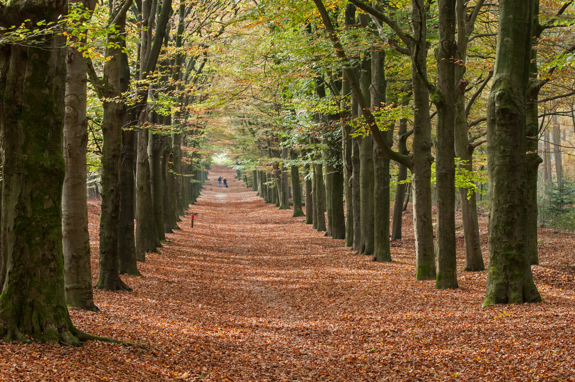 Beukenlaan in de herfst