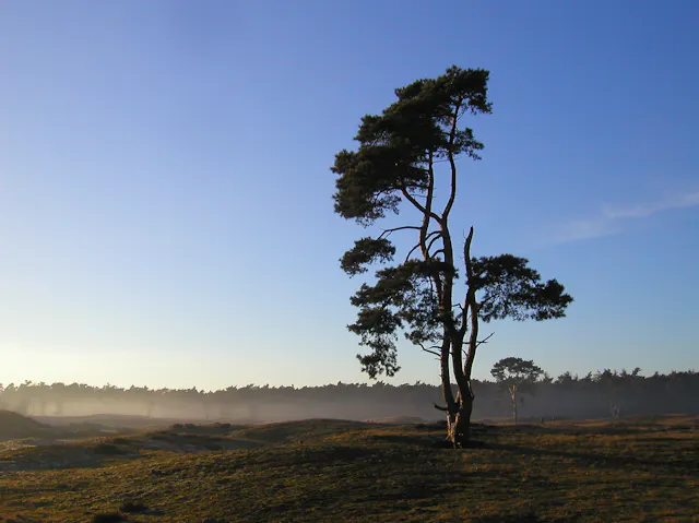 vrijstaande den op heide Heidestein