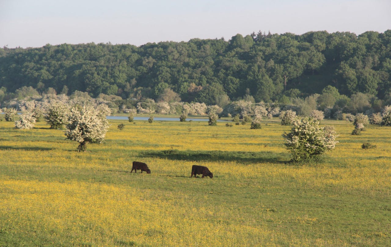 Galloways in de Blauwe Kamer