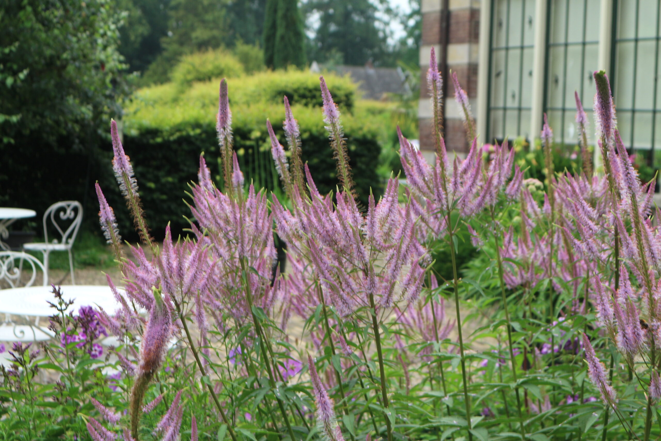 Wilgenroosje landgoed Oostbroek
