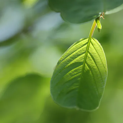 detail blad