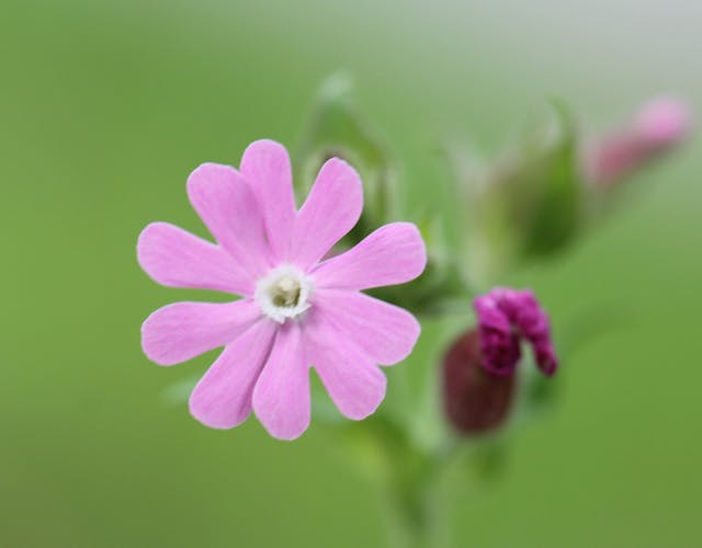 paarse bloem