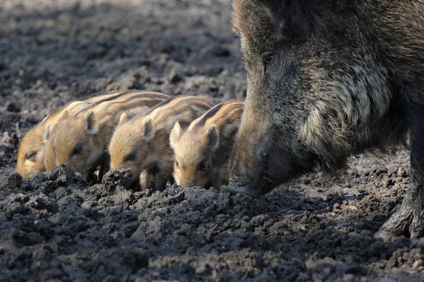 everzwijn met biggen