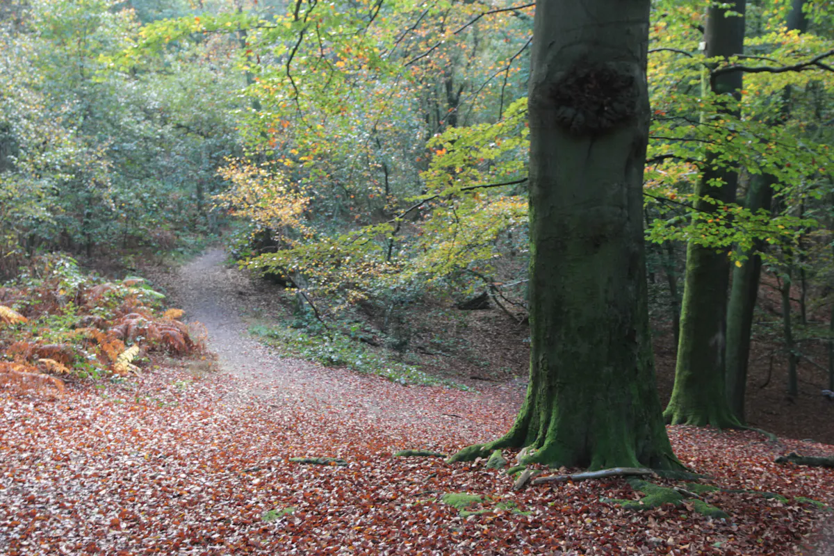 Natuurwandeling de Grebbeberg