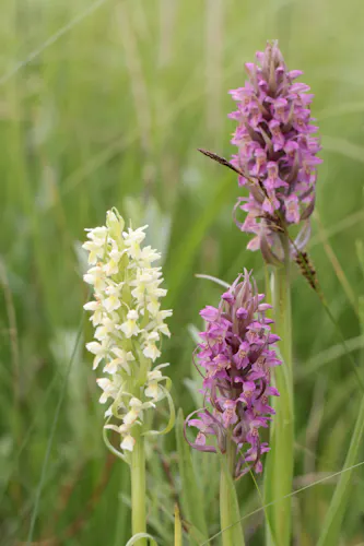 orchidee