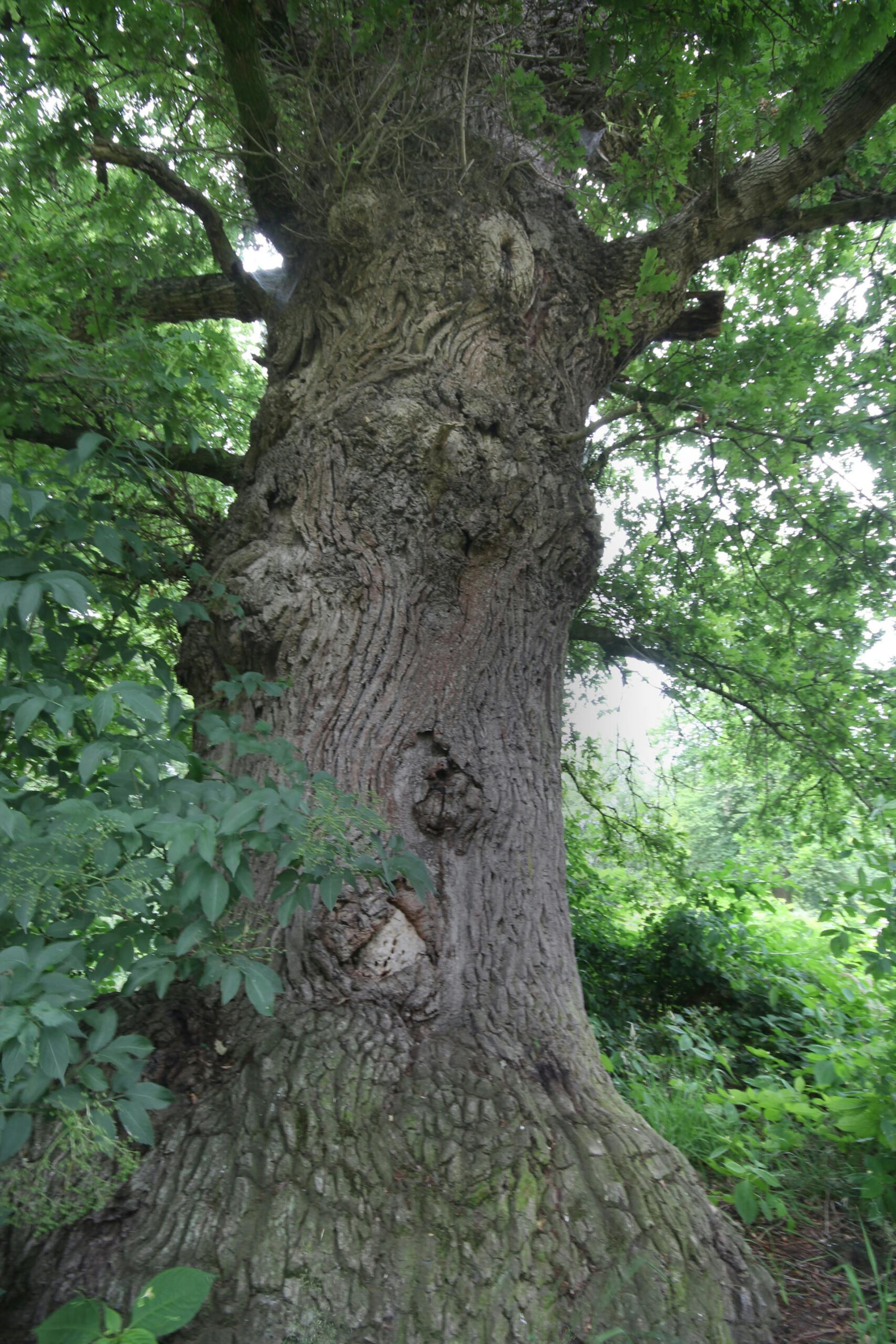 Oude eikenboom op Houdringe