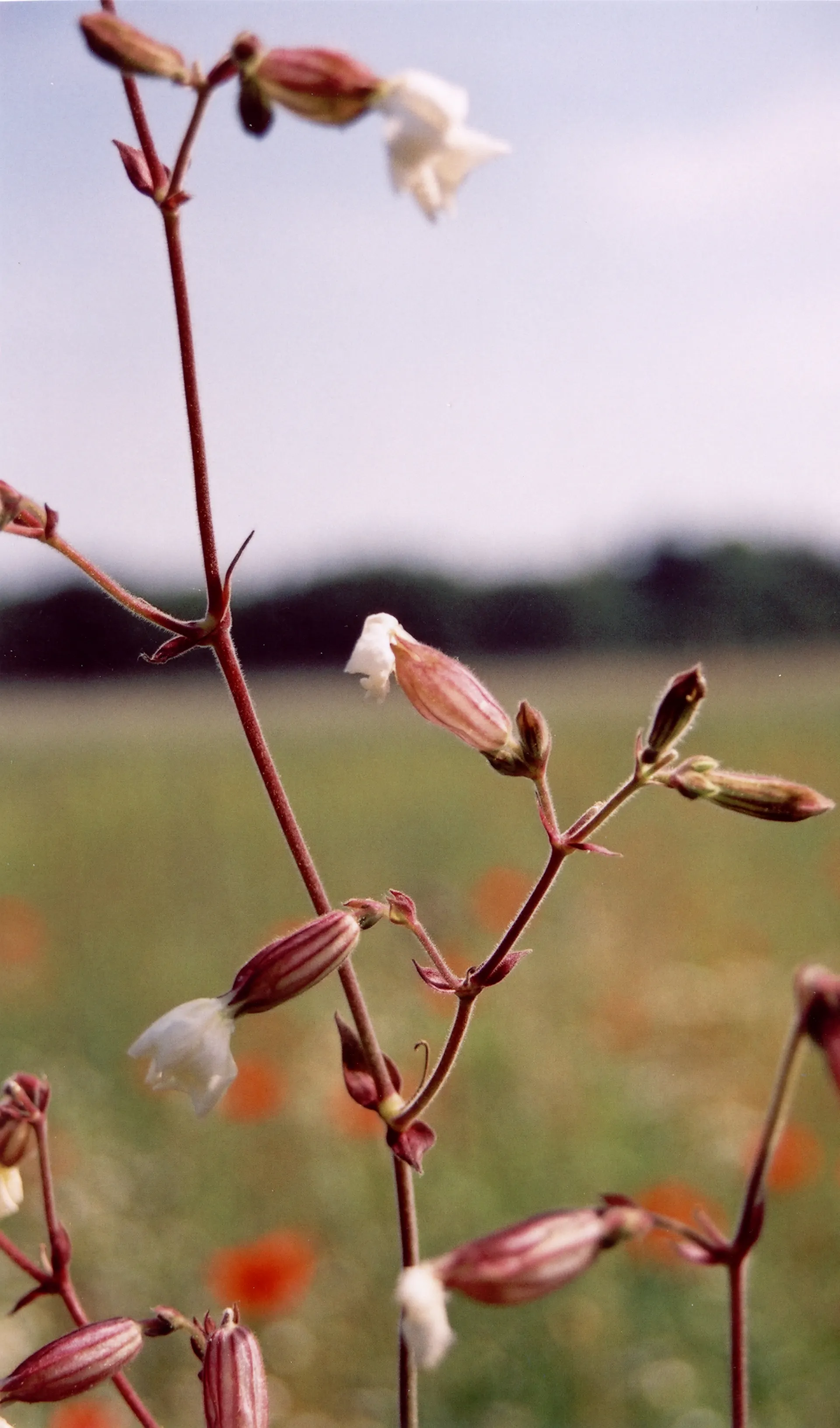 Koekoeksbloem in knop