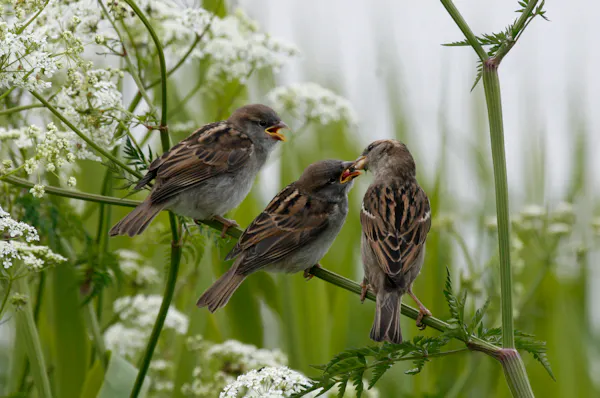 jonge mussen worden gevoerd