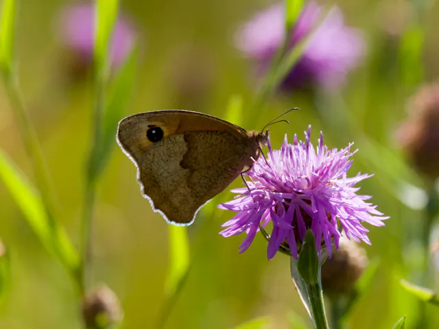 vlinder op paarse bloem
