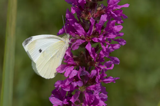 vlinder op paarse bloem