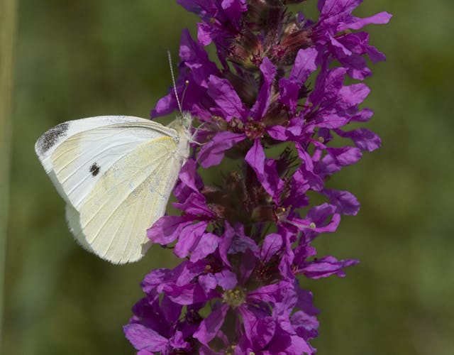 vlinder op paarse bloem