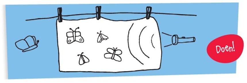 illustratie nachtvlinders lokken
