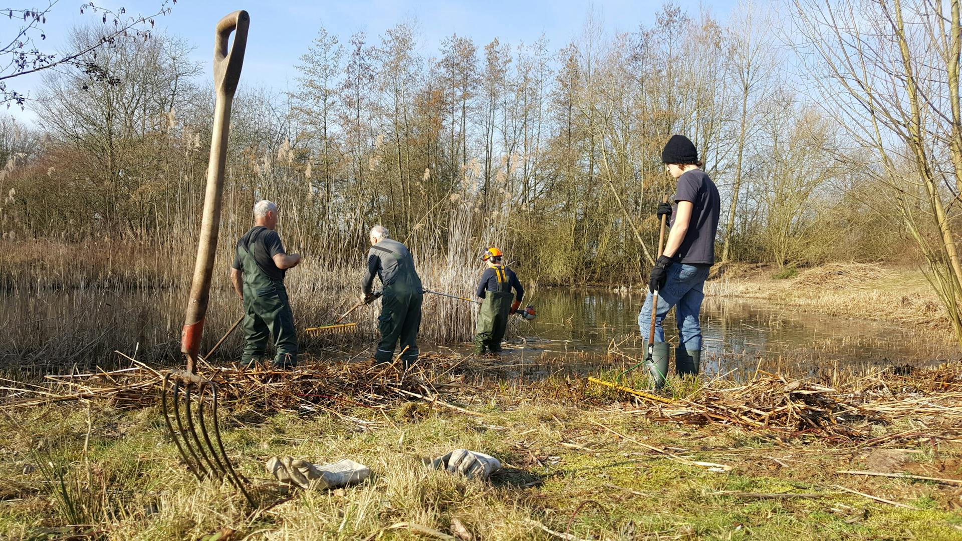 Riet maaien en afvoeren