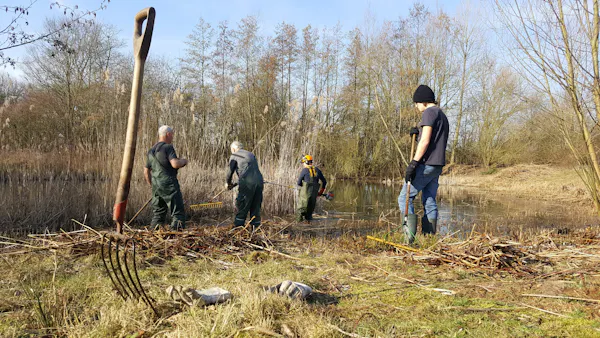 Riet maaien en afvoeren