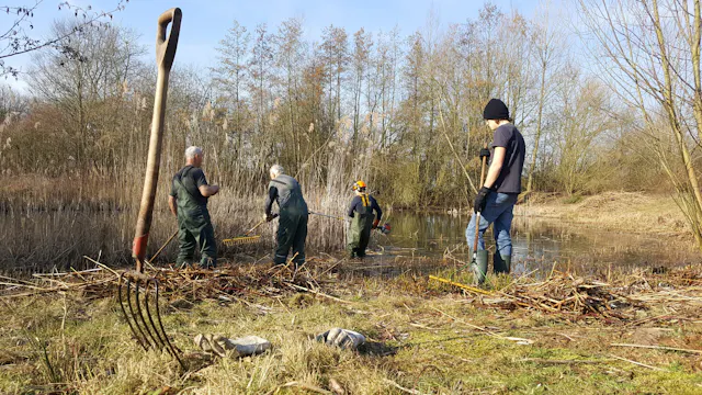 Riet maaien en afvoeren