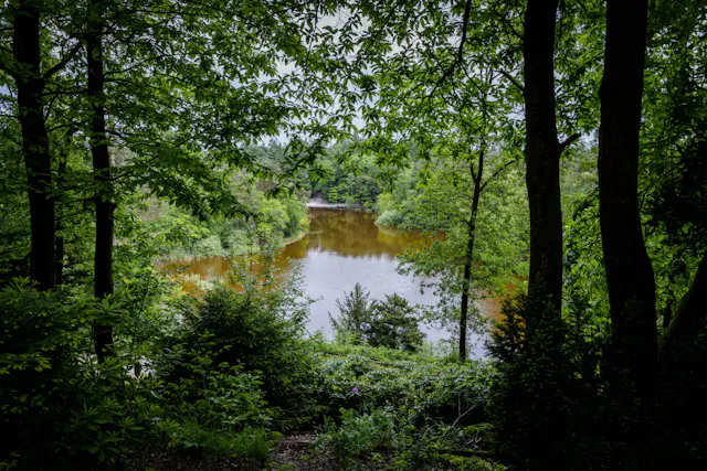 Bosvijver Birkhoven